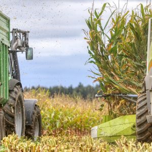corn, corn harvest, cornfield, harvest, field, fall, harvest time, agriculture, forage corn, tractor, fields, corn plants, combine harvester, corn, combine harvester, combine harvester, combine harvester, combine harvester, combine harvester